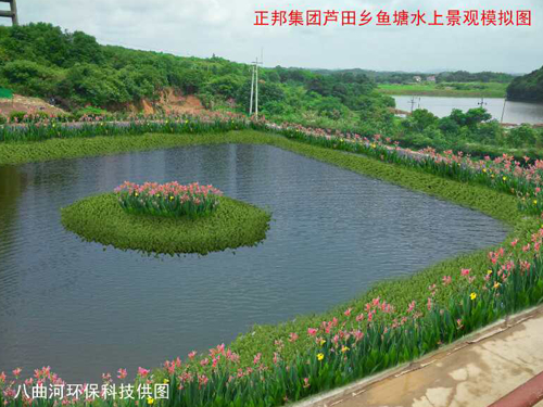 蘆田鄉(xiāng)魚塘水上水芹模擬圖