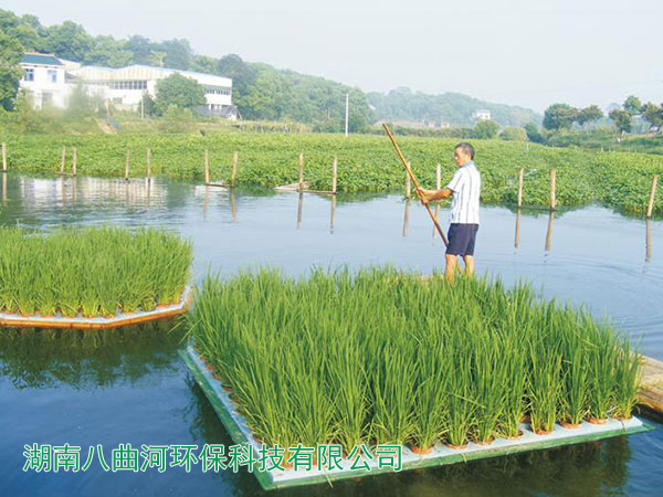 農(nóng)場水面種植的富硒五彩水稻