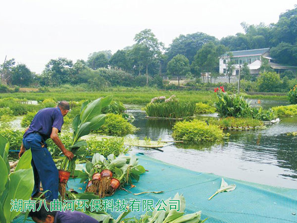 養(yǎng)豬場的糞水通過沼氣池排放到水塘種植的水上花卉