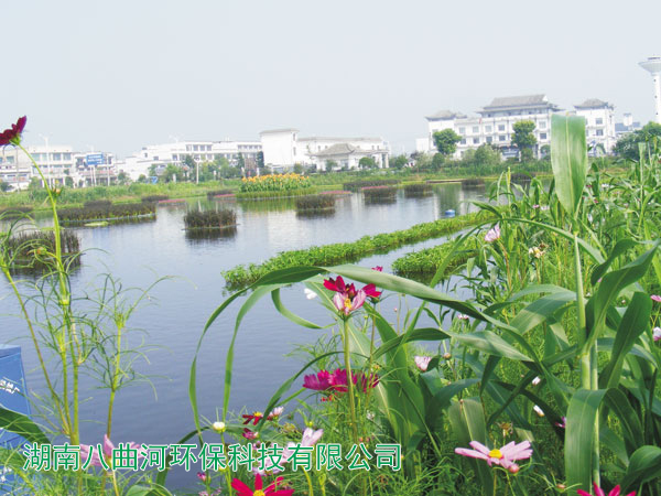 魚塘周圍種植黑麥草、水上空心菜、五彩水稻、水上花卉