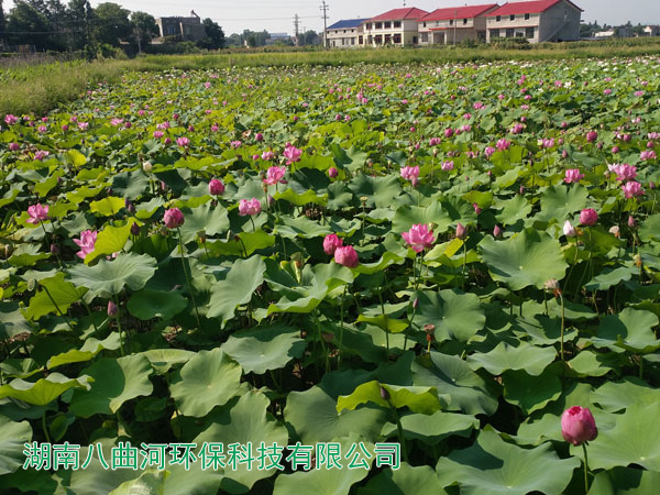 景觀荷花