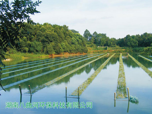 水上漂浮網(wǎng)種菜和水生植物