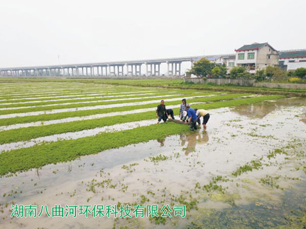 漂浮網(wǎng)種植的狐尾藻