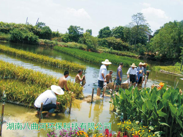 美人蕉和水稻種植基地