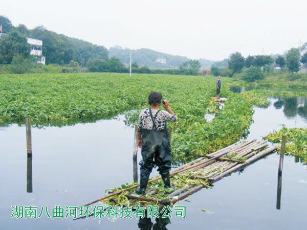 水上浮床種植的空心菜