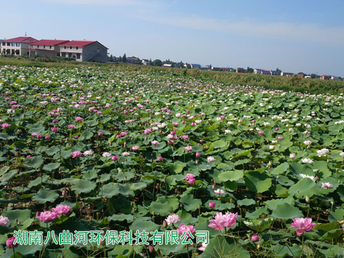 人工濕地公園