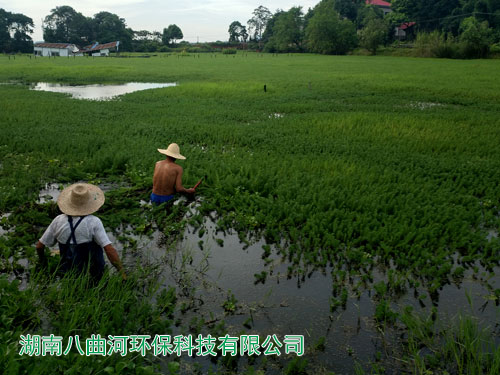 人工濕地公園