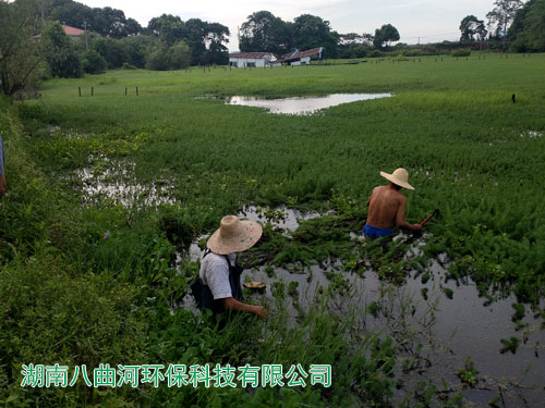 人工濕地公園