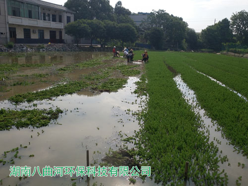 人工濕地公園