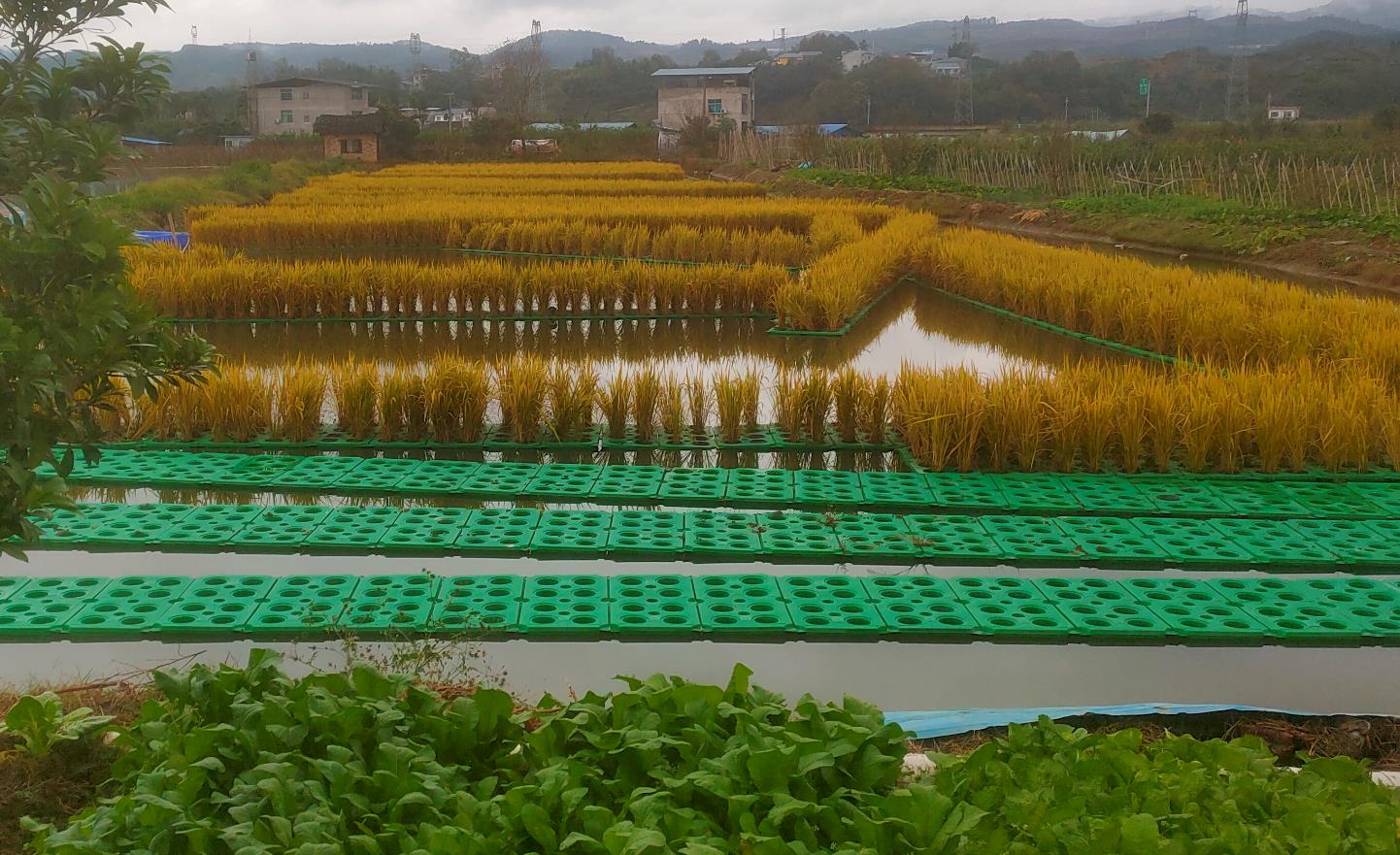 水上水稻種植